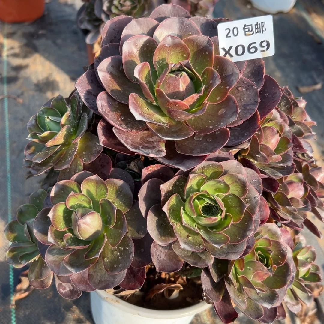 069魅金，满20包邮服叮熊