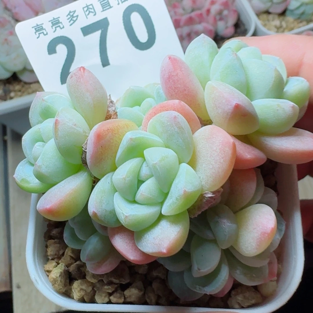 八头无砍冰玉      愿你一路坦途，乘风破浪展宏图