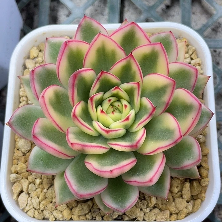 雪花合牛锦一物一拍