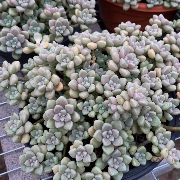 丸叶姬秋丽。