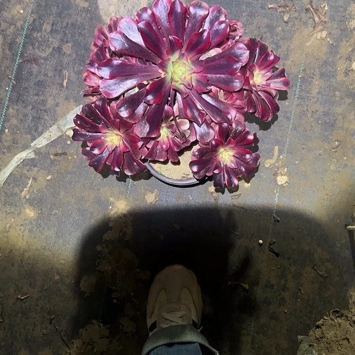 不包侧枝一物一拍93