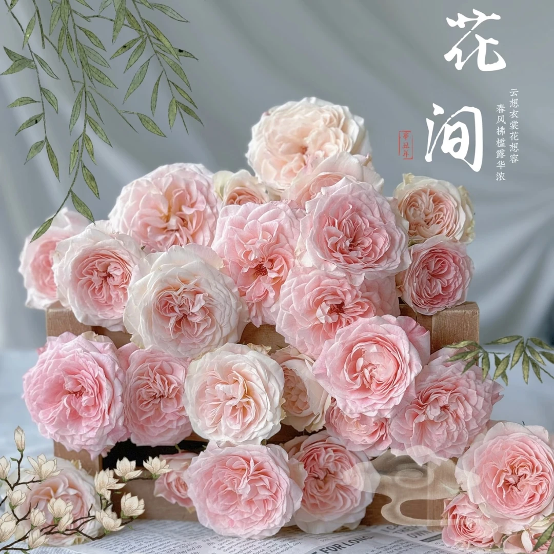 【花间公主 多头玫瑰10枝】 点关注 发顺丰鲜切花基地直发