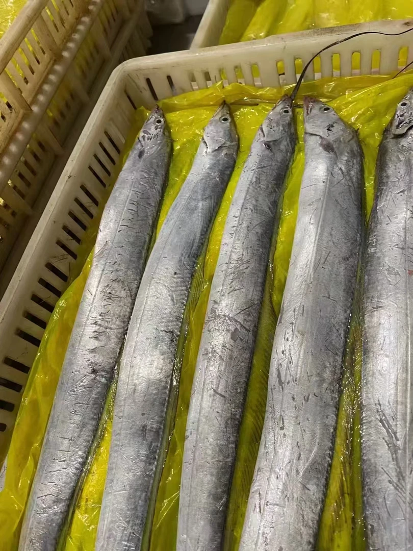 渤海湾小眼带鱼（介意破肚勿拍）