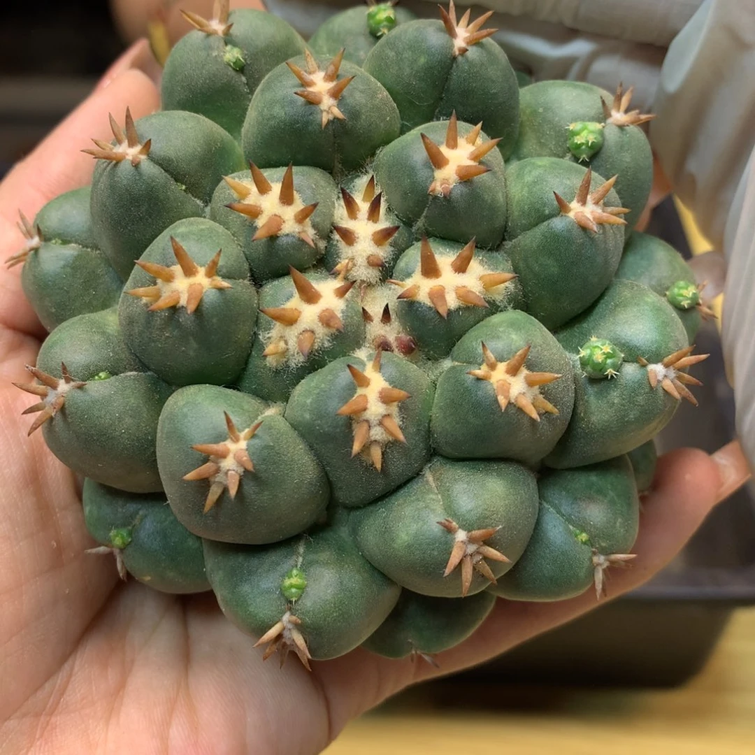 16号 自根 短豪刺獠牙9公分