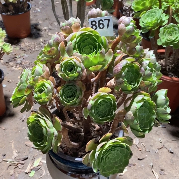 法师一物一拍867