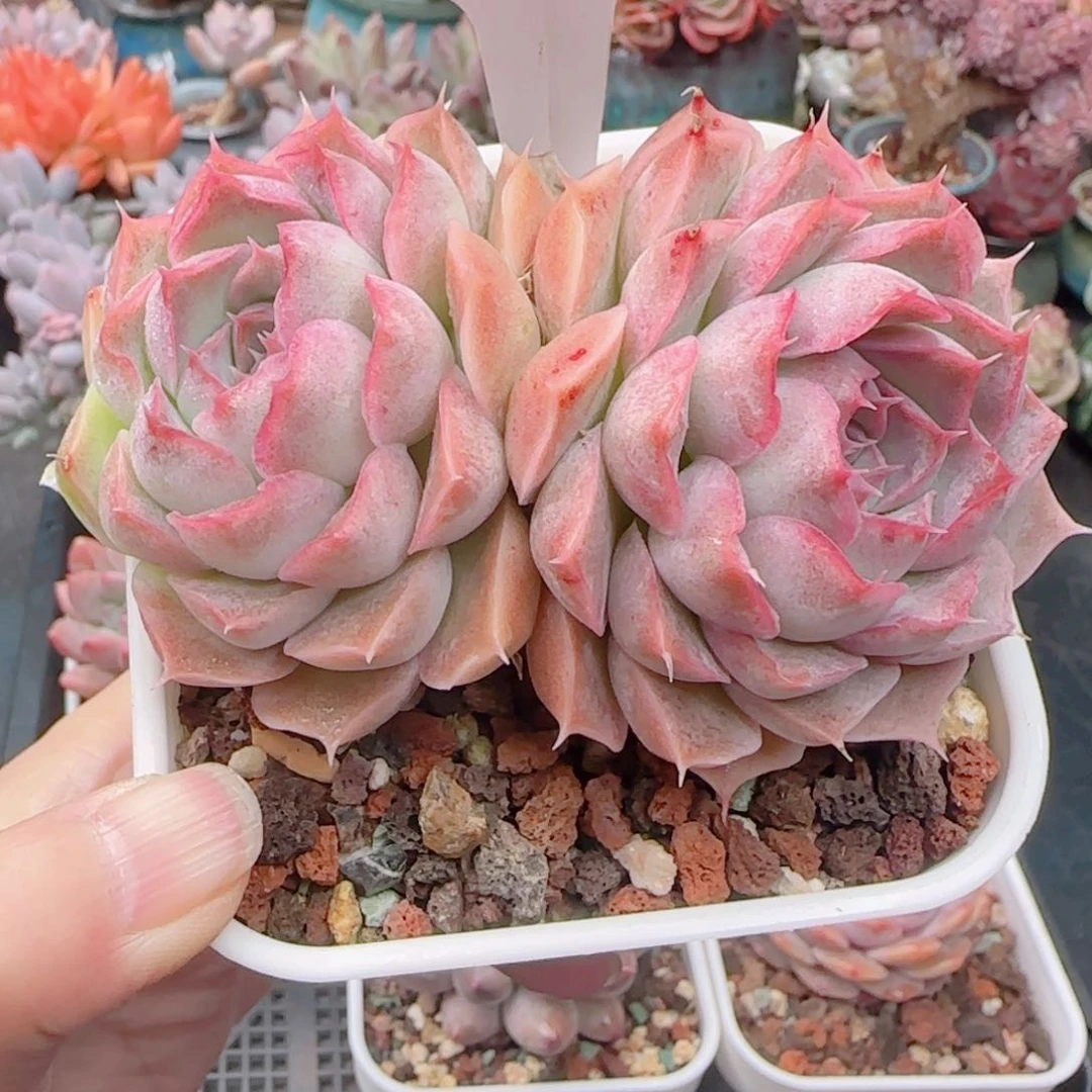多肉植物5091…………….