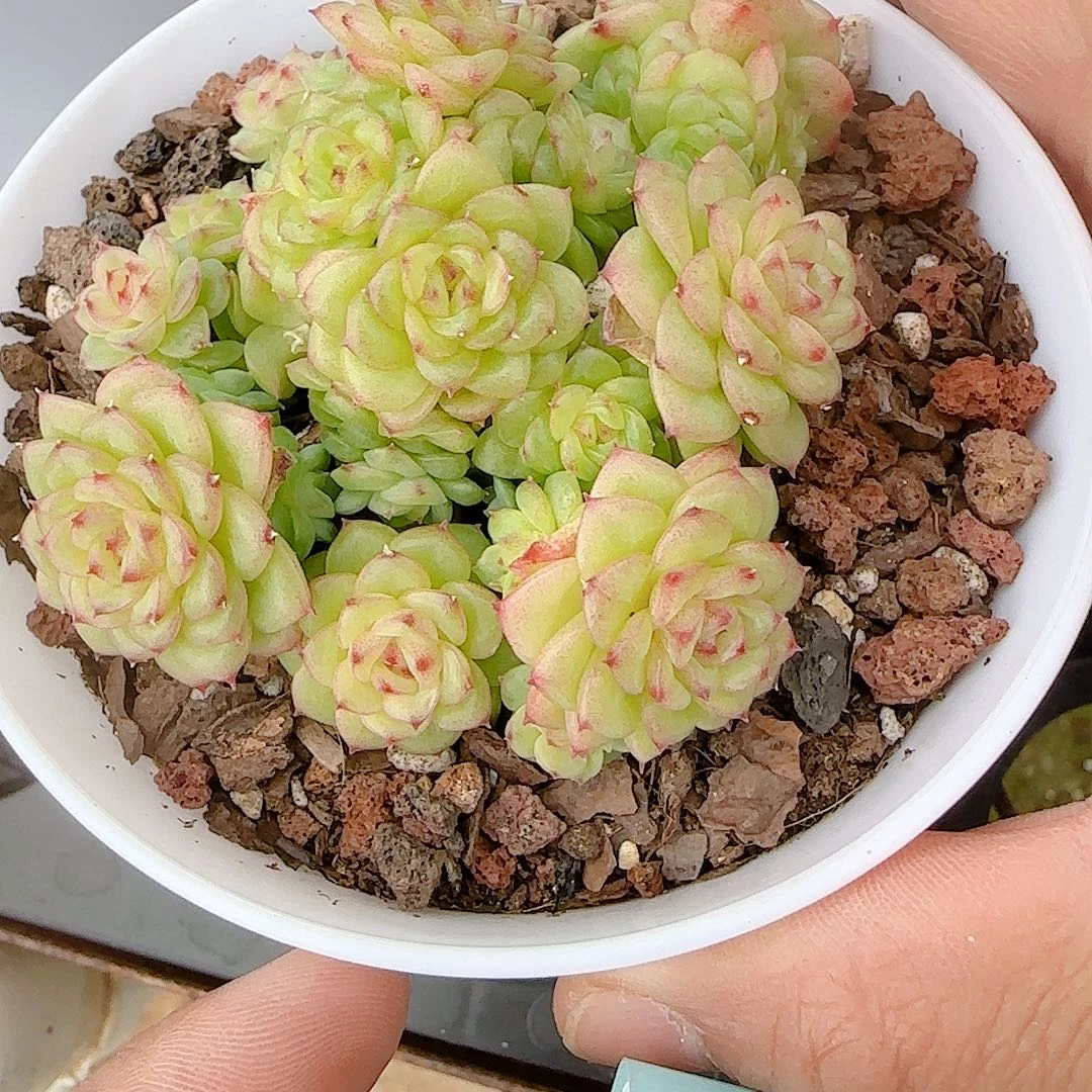 【闪购商品】1023-68（ht-132）