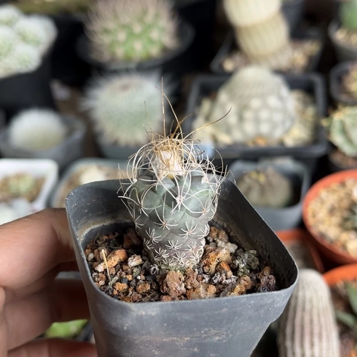 仙人球一物一拍实生