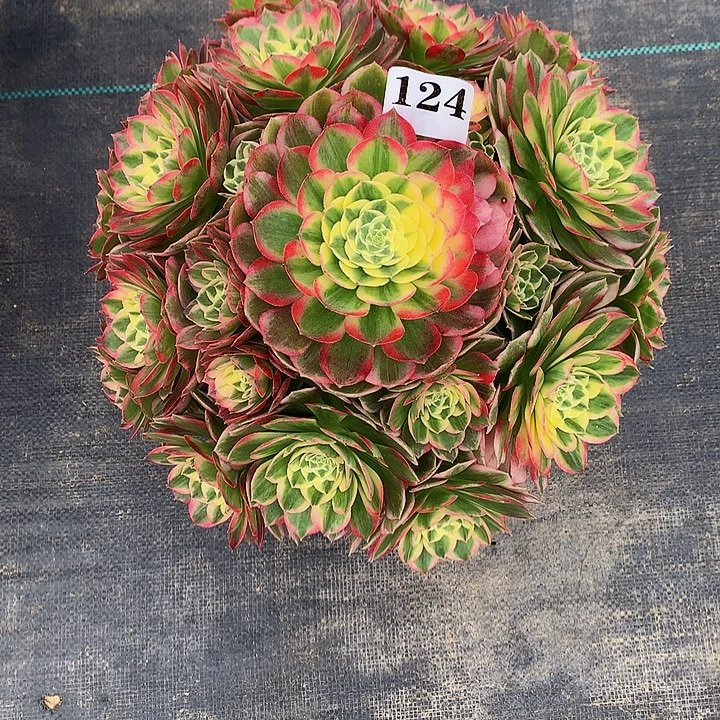 法师海仙1240000000