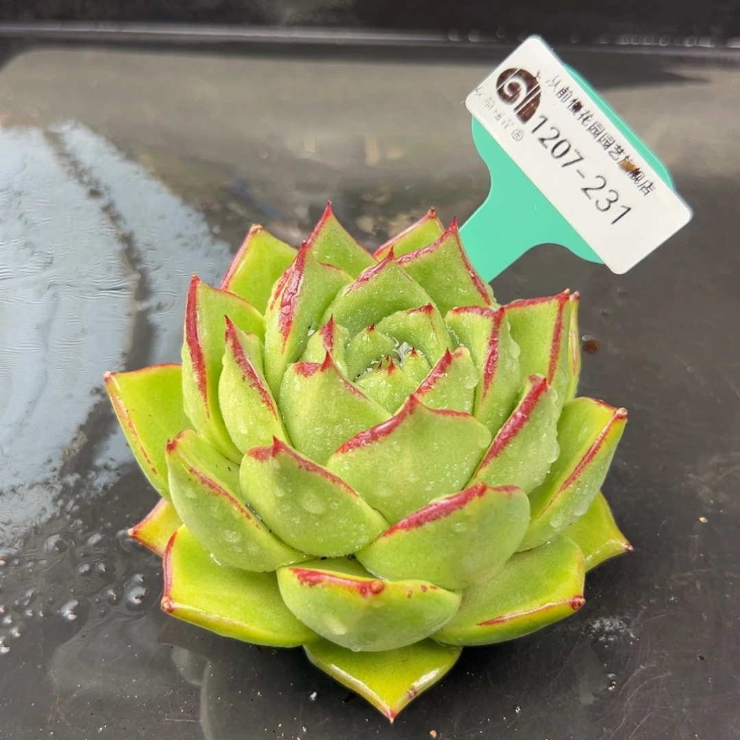 从前慢花园多肉编号1207-231