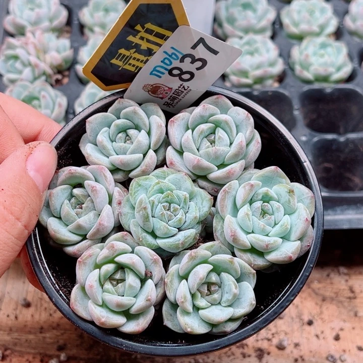 多肉植物多肉植物