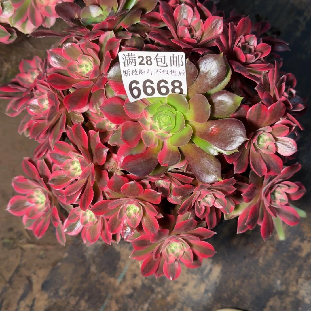 6668女妖多肉植物