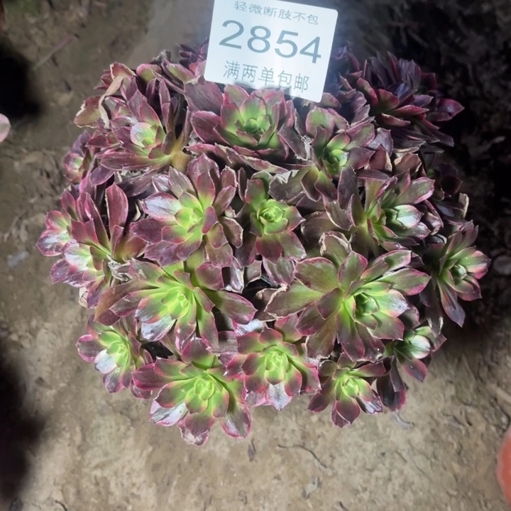 2854安娜多的多肉的
