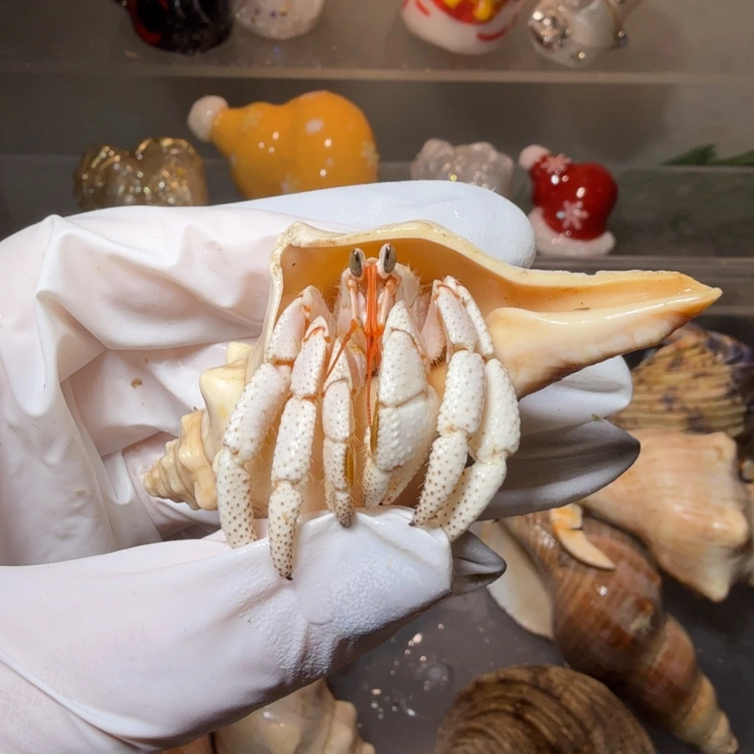 2.3口莫桑 纯白色