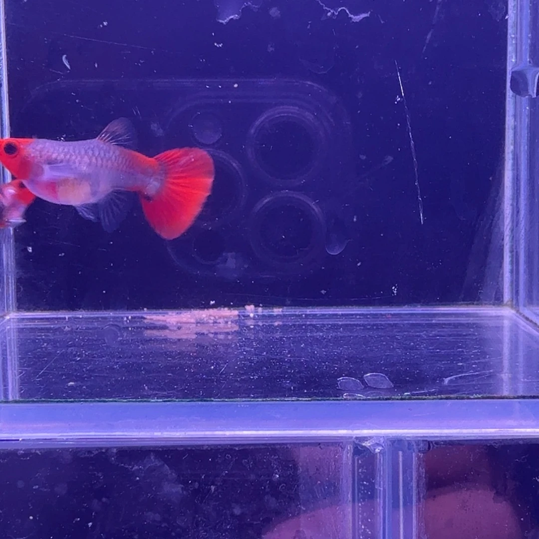 孔雀鱼红头玻璃猫1对