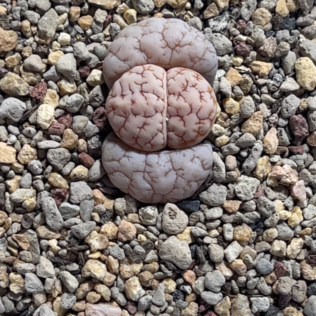 7700球体凹凸189荒玉蛙哥