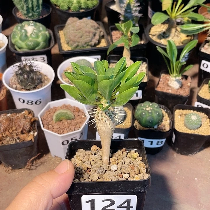 124鬼切阁大戟块根