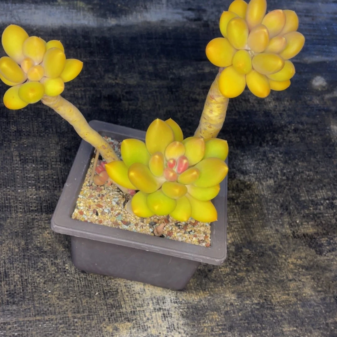 林*发货111111111111