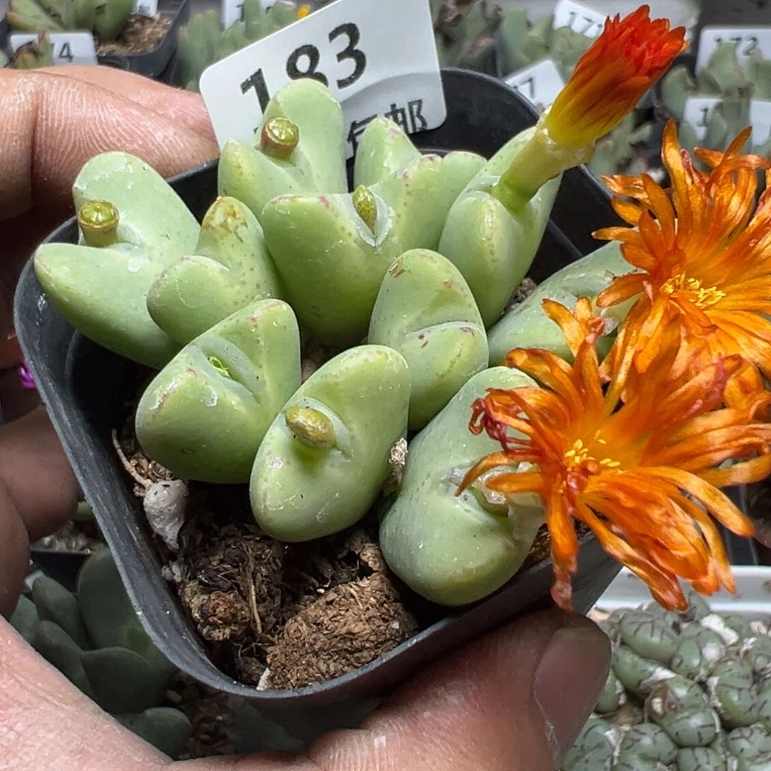 【闪购商品】 183。