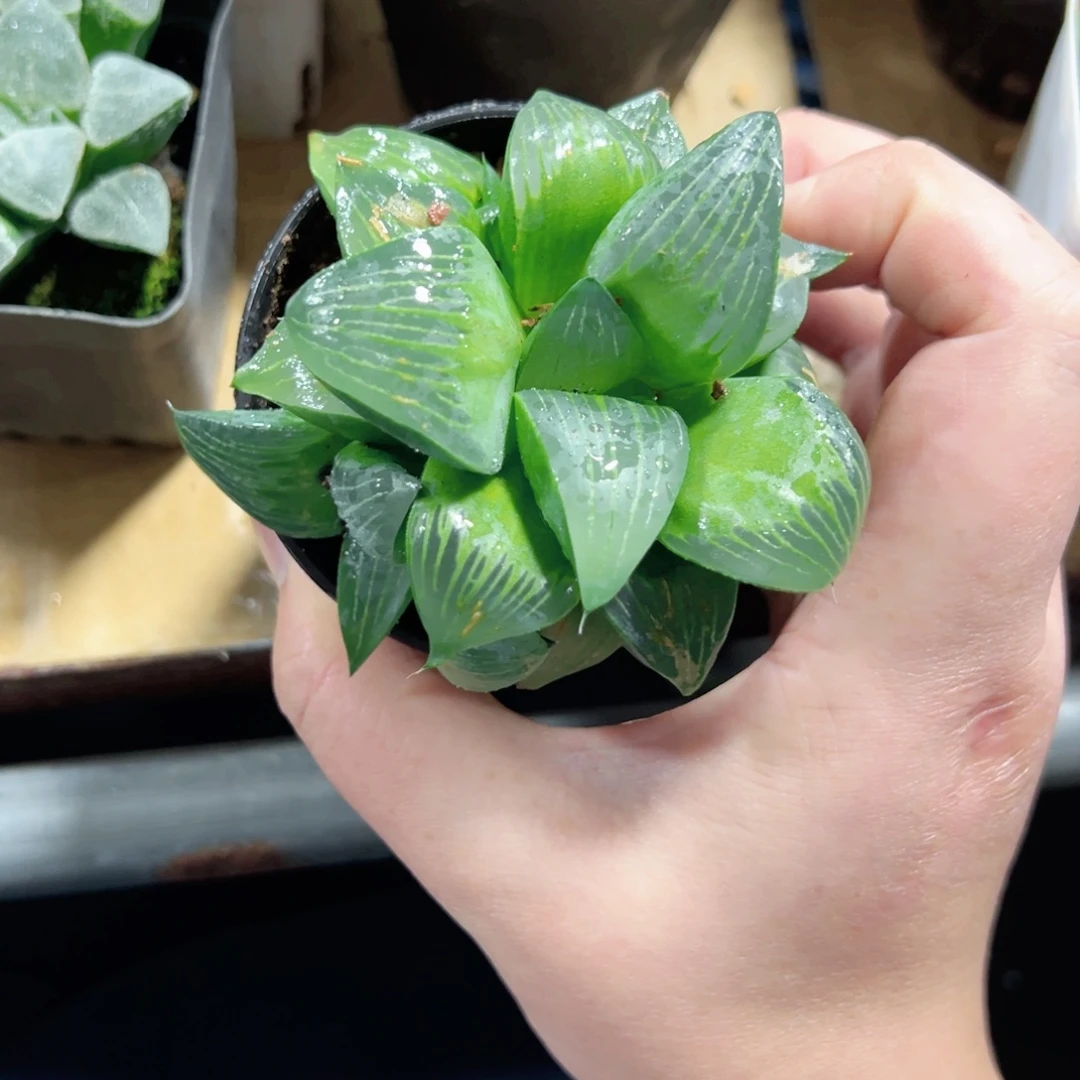 J***૭0688多肉植物一颗