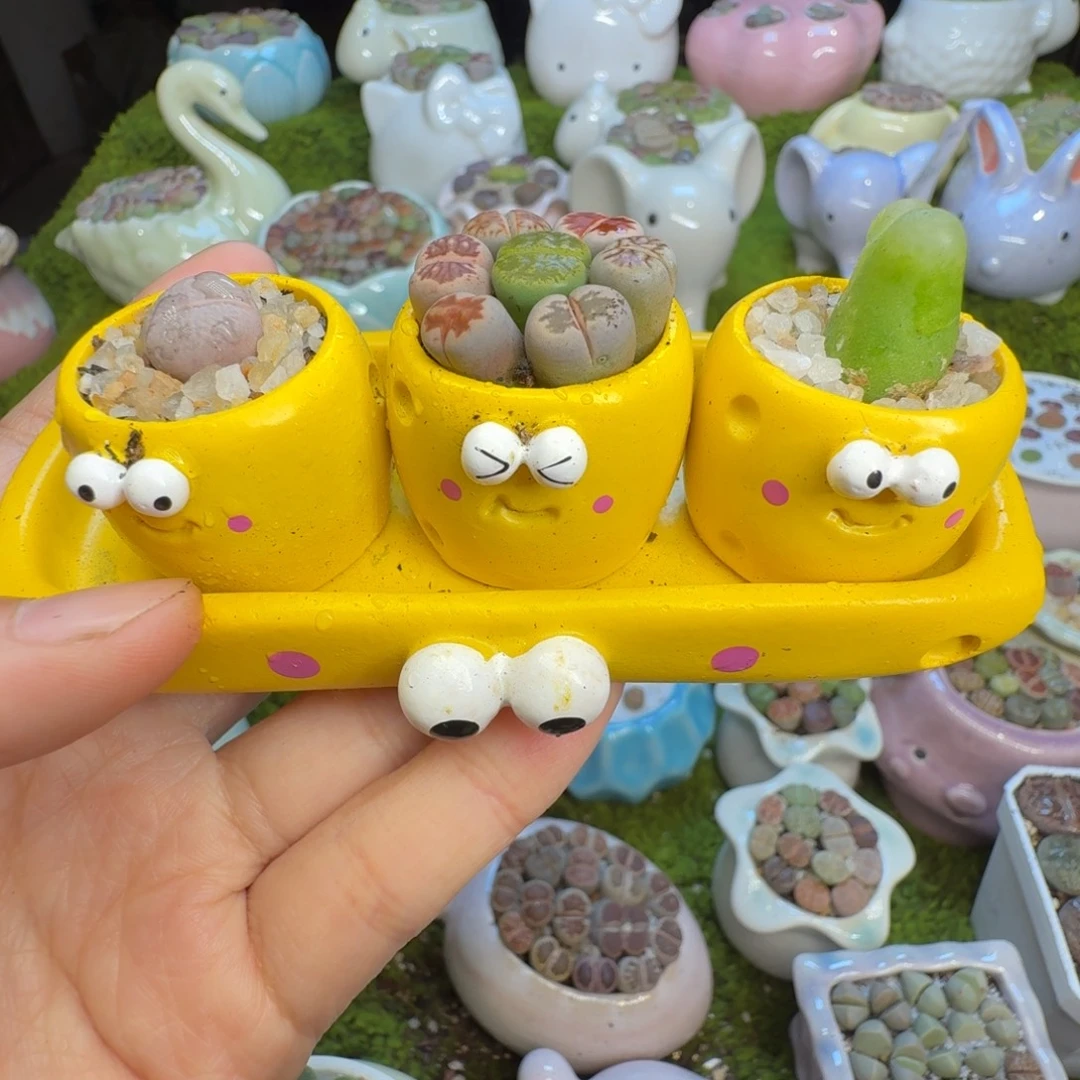 多肉植物福利冲517