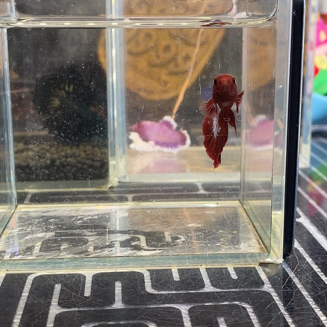 斗鱼34号1128早豹子