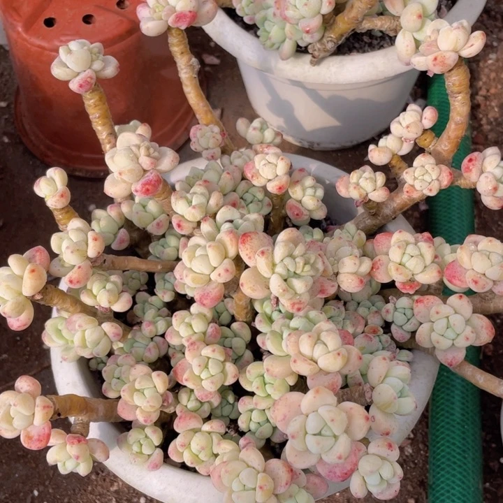 劳尔老桩量拍多肉