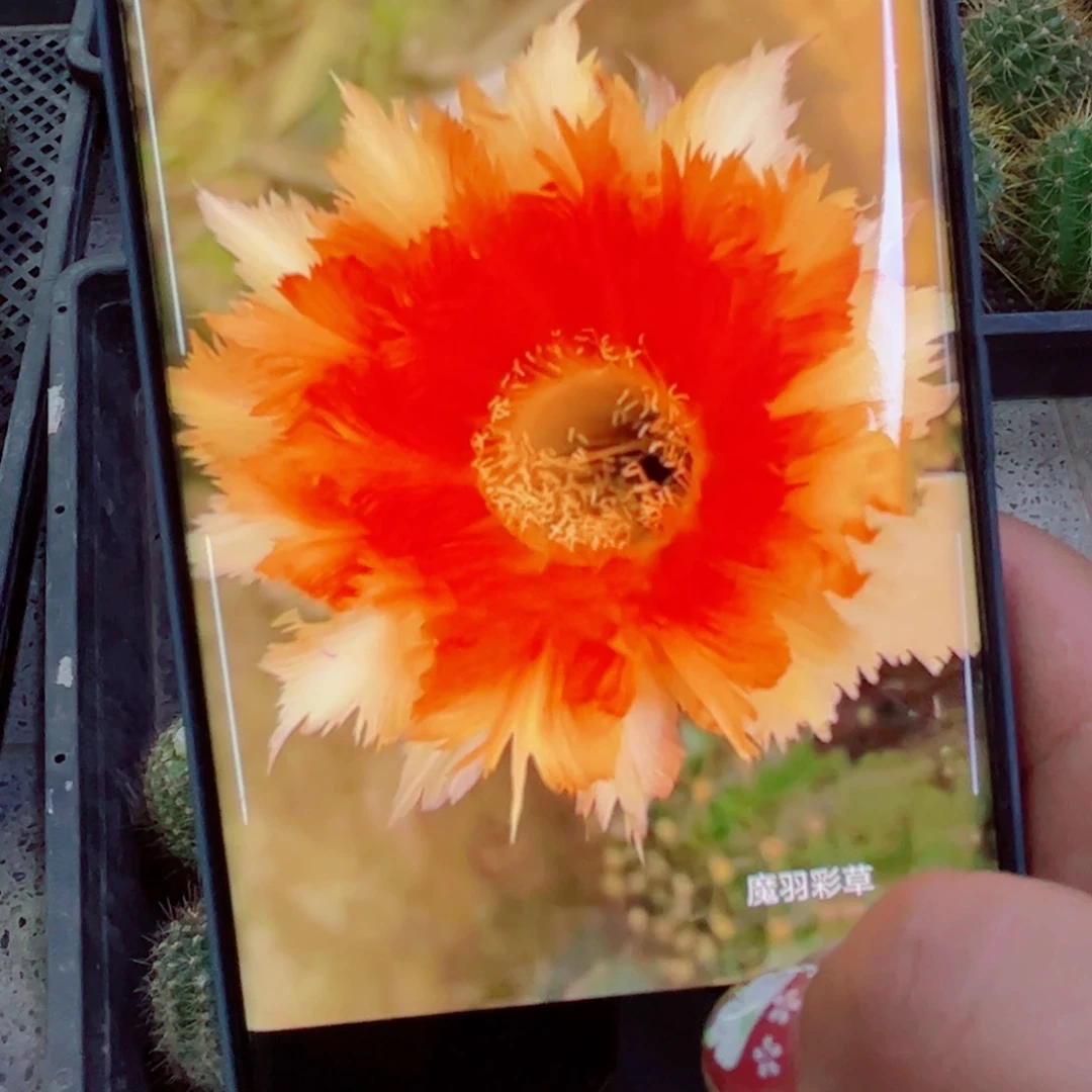 下69彩草魔羽歪无根侧芽4公分左右20包邮