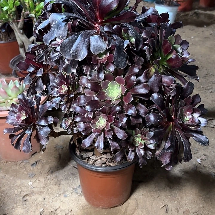 多肉植物欧若拉41