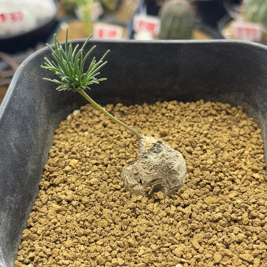 产地雾冰玉块根仙人球