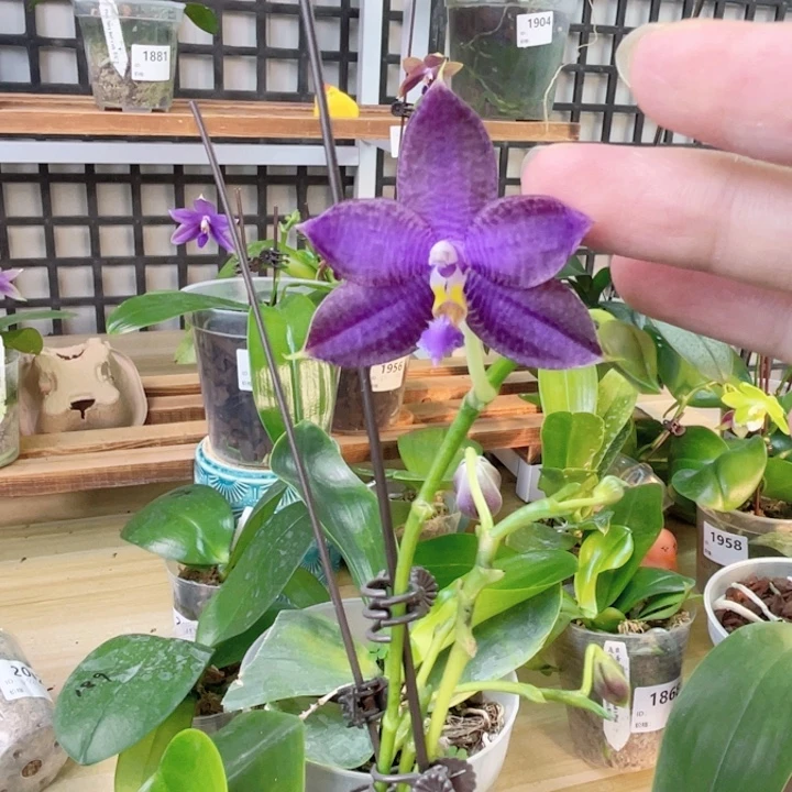 完全开放洋洋蓝飞龙交珍妮弗-1866