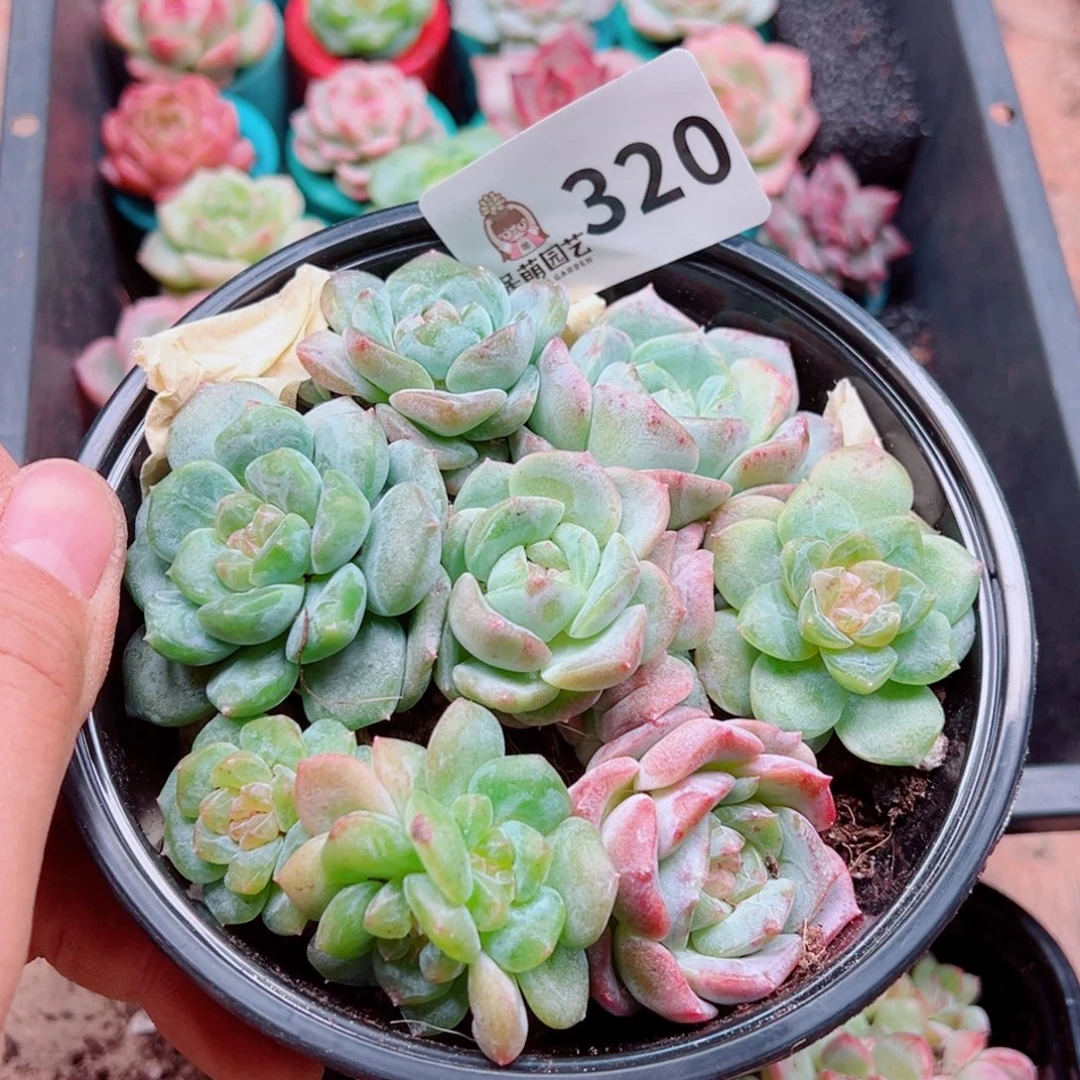 多肉植物多肉植物