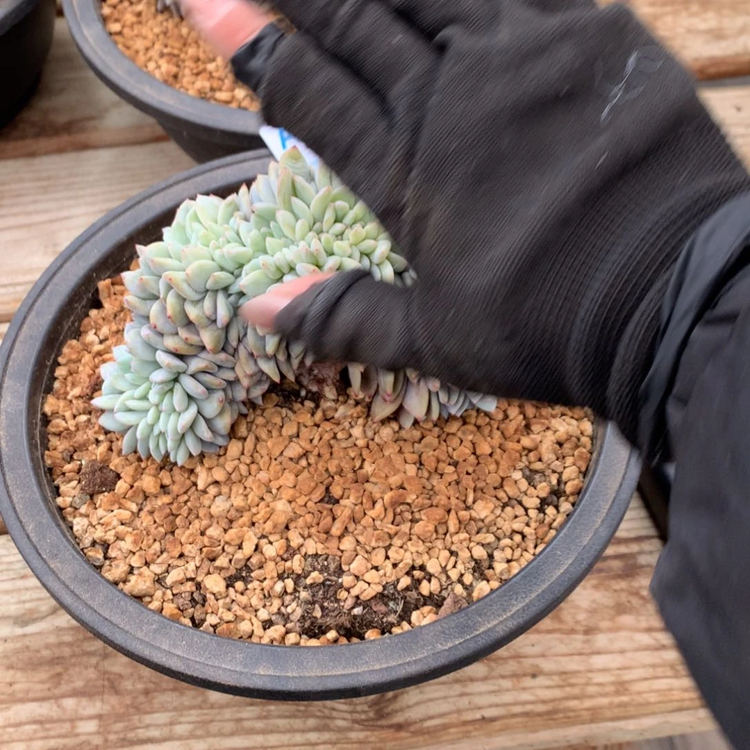 阿**姐A757 多肉售后范围：签收起7天内，录开箱视频