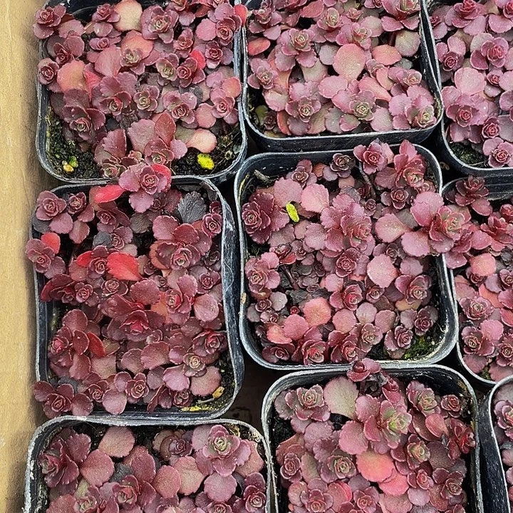 小球玫瑰带盆土发