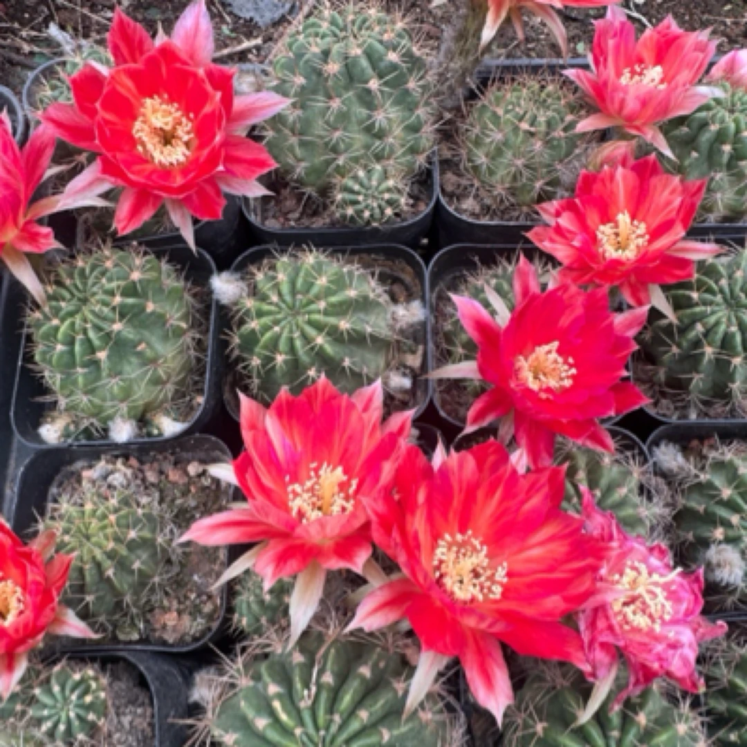 泰丽丽花仙人球（非偏远满十八包邮）