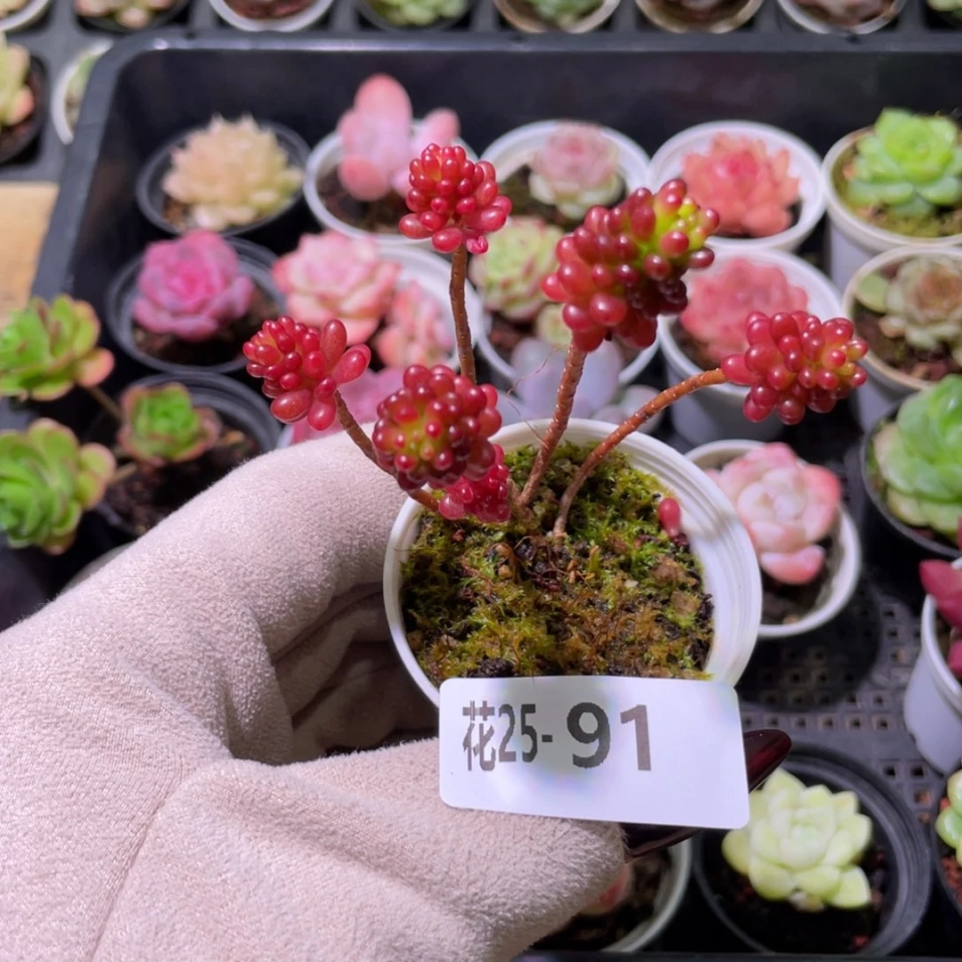 花利美25-91红色浆果