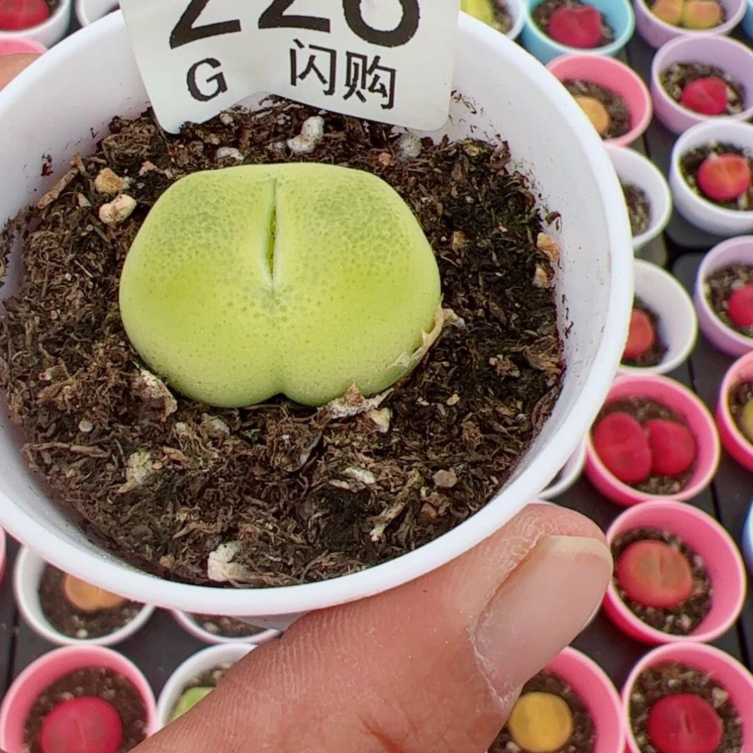 无花朵C*我很喜欢这个G228