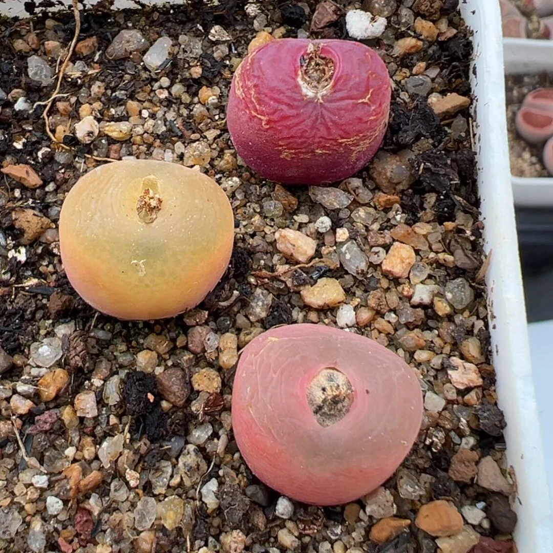 2.9好看的多肉116