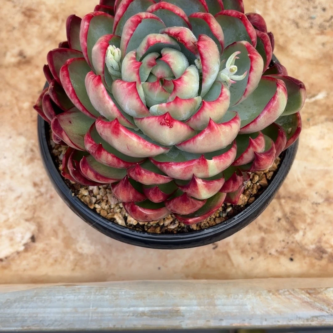 多肉惊鸿仙子2410