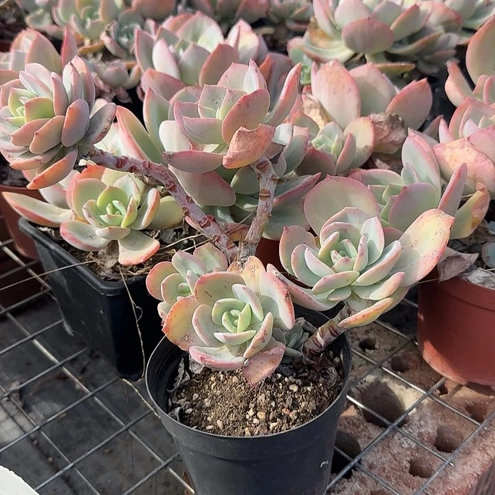 ?****语144不售后血凤脱土发货不退不换