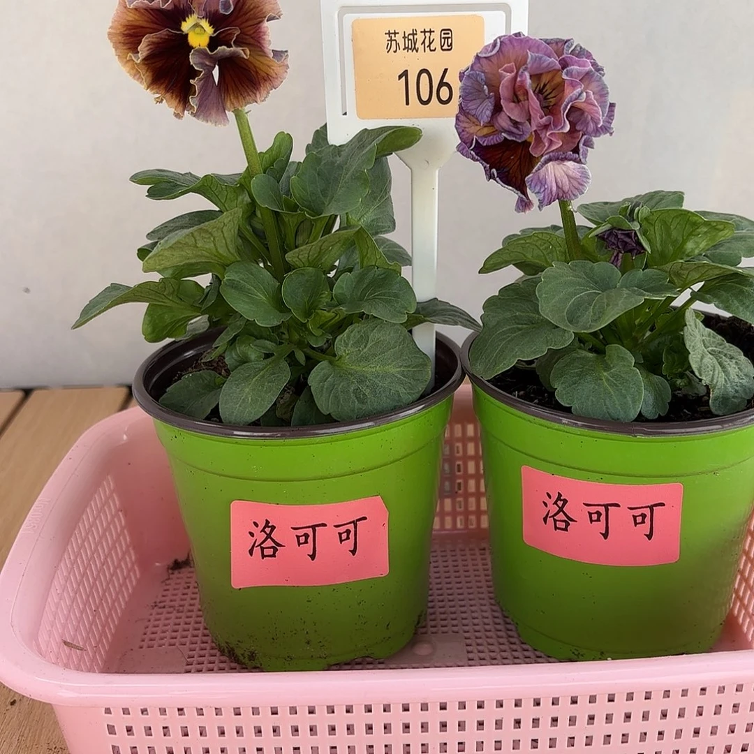 大部分开放少量花苞106