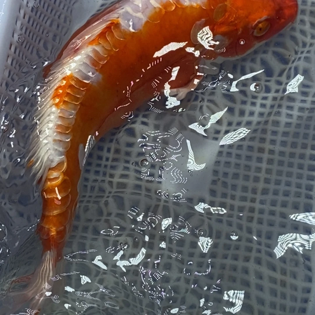 锦鲤冷水锦鲤包邮