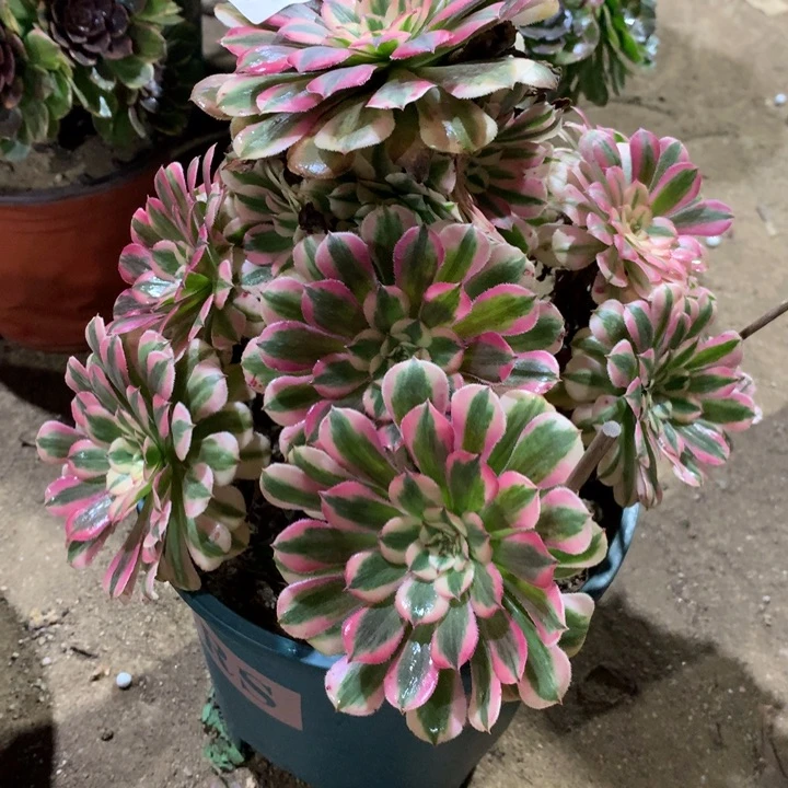 330粉铜多肉植物特价