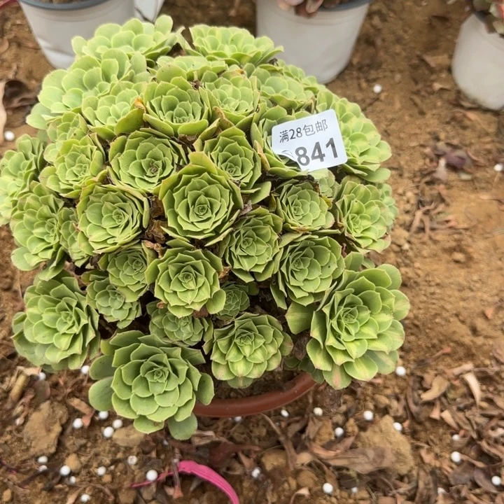 841 多肉植物不包断枝