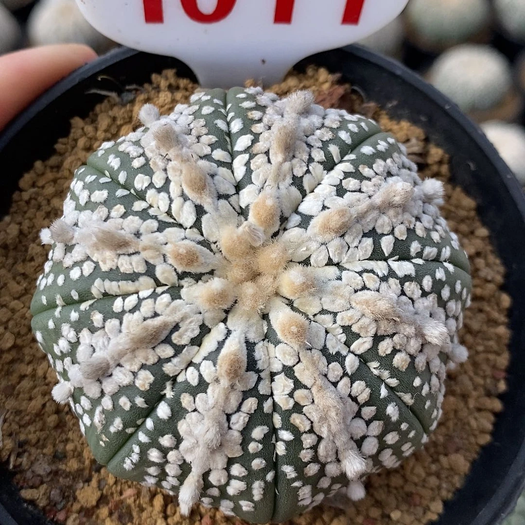 1011皇室奇迹兜系列