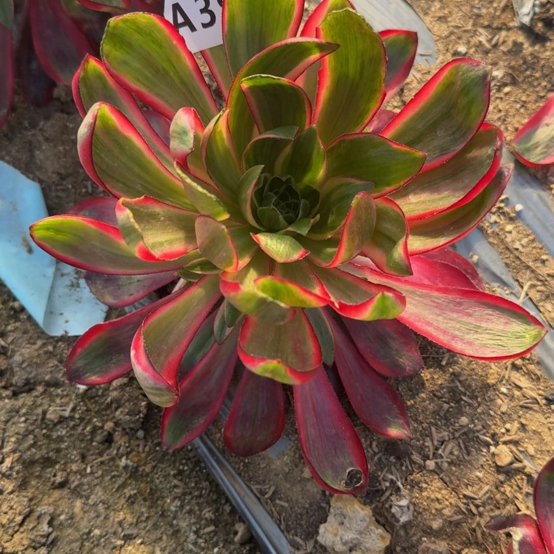 397烈焰多肉植物