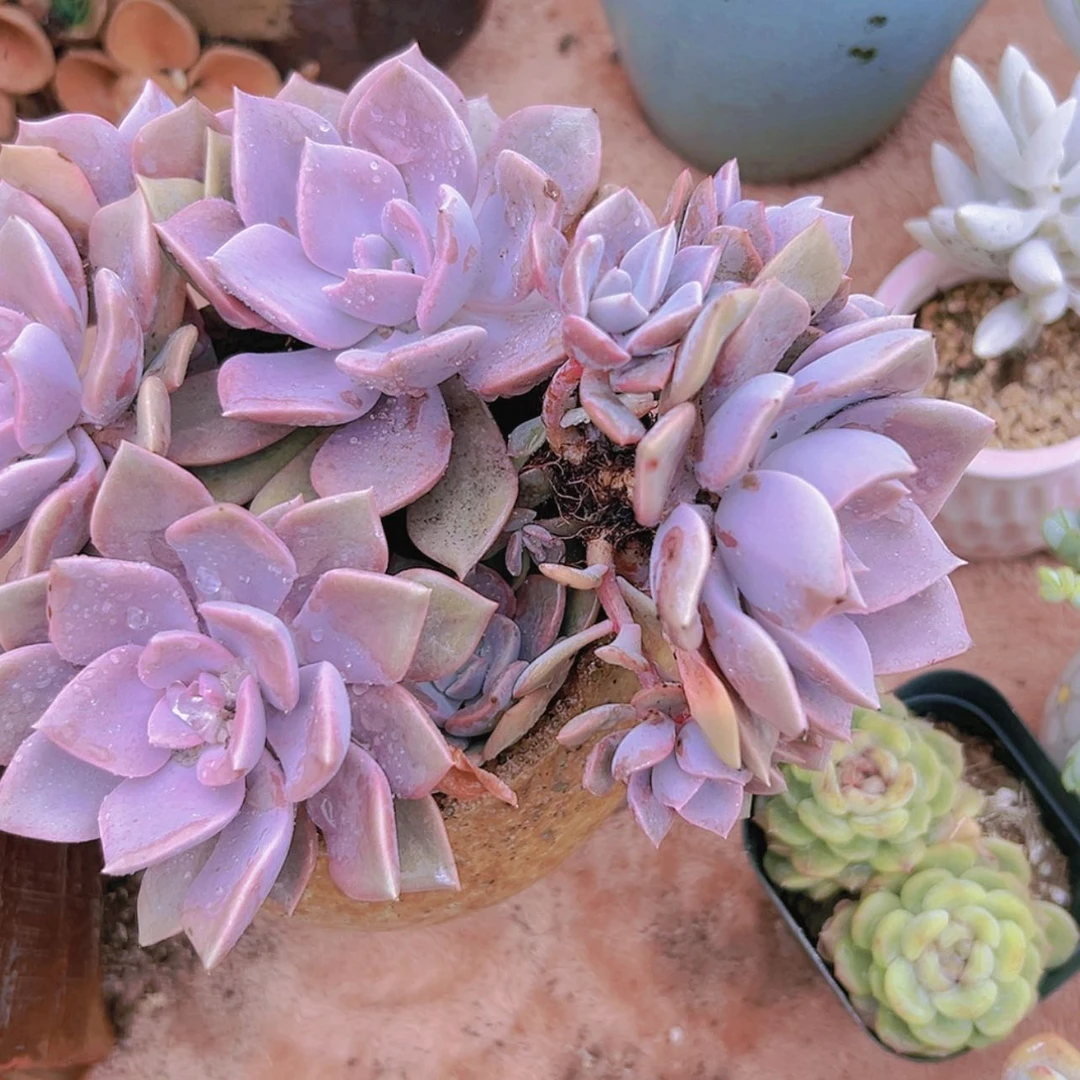 【闪购商品】大群老桩带笔9.9