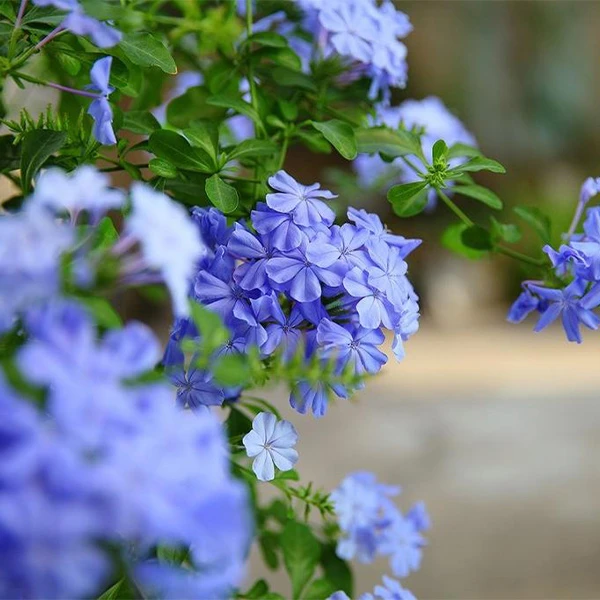 【蓝/白雪花】耐热易养护美观盆栽地栽蓝白雪花云南基地阳台花卉