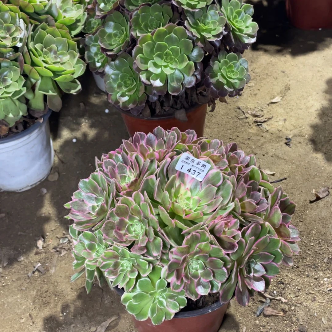 437万紫多肉法师断枝不包