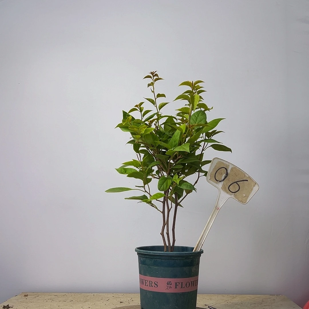 当前无花栽培后可以开花  福利  三杆  金发女郎   06